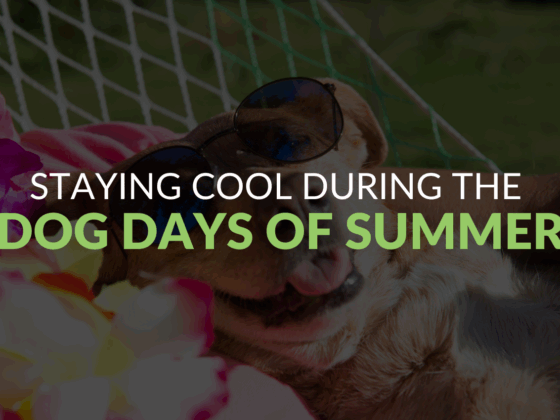 Staying cool during the dog days of summer